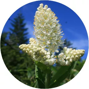 Veratrum stamineum - 