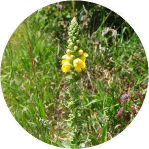 Verbascum densiflorum - Plants