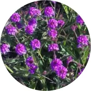 Verbena rigida
