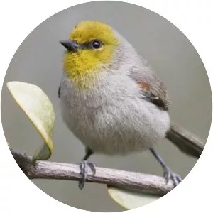 Verdin