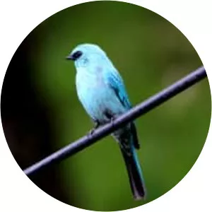 Verditer flycatcher