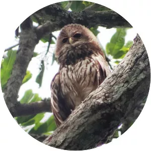 Vermiculated fishing owl