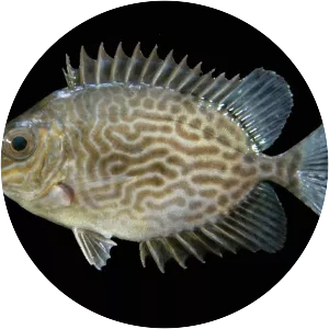 Vermiculated spinefoot