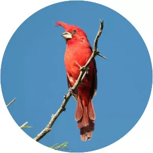 Vermilion cardinal - Bird