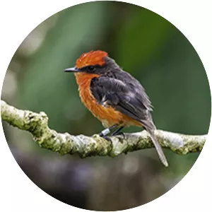 Vermilion flycatcher