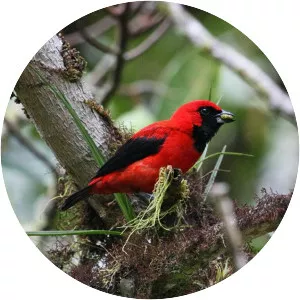Vermilion tanager