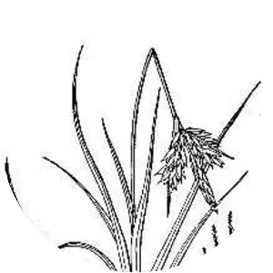 Vernal sedge - 
