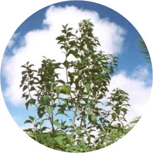 Vernonia condensata