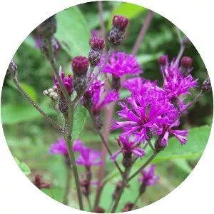 Vernonia gigantea