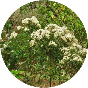 Vernonia polysphaera - Plants