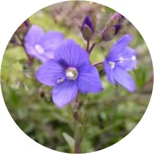 Veronica fruticans - 