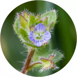Veronica hederifolia - Plants
