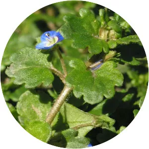 Veronica polita - Plants