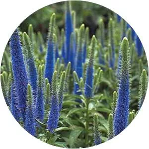 Veronica spicata - Plants