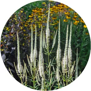 Veronicastrum