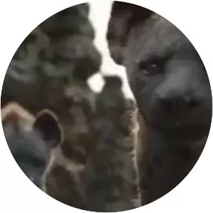 Vers le cimetière des éléphants