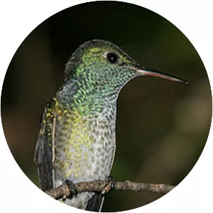 Versicolored emerald