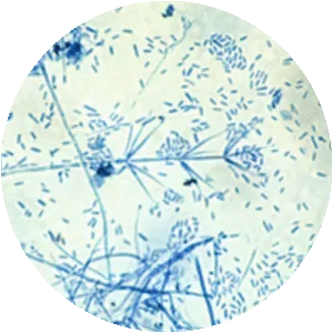 Verticillium