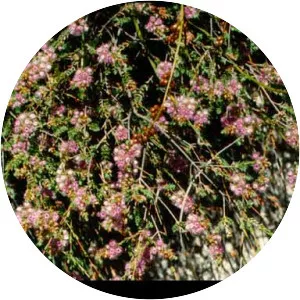 Verticordia lindleyi