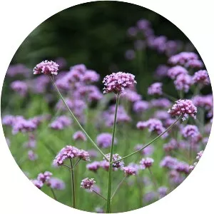 Vervain