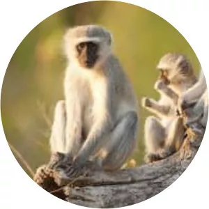 Vervet monkey