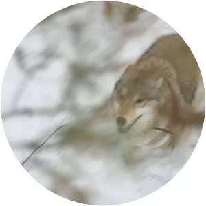 Vesegonskaya volchitsa