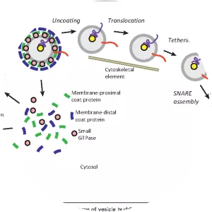 Vesicular transport protein - 