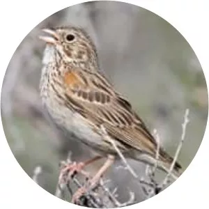 Vesper sparrow