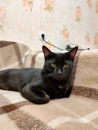 Veterynarnyy Tsentr Litvinovoyi