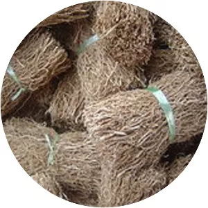 Vetivergrass - Plants