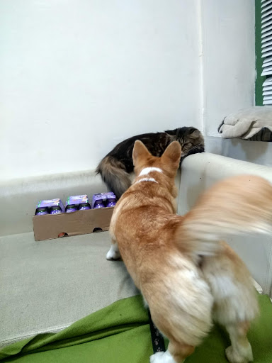 Vetklinika Epona - Veterinarian in Moscow, Russia