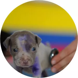 Vets in ActionSince 2008