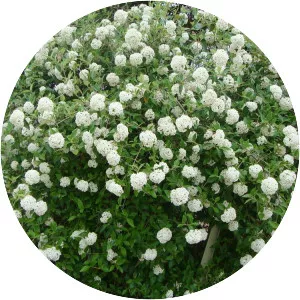 Viburnum × burkwoodii