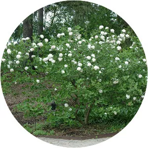 Viburnum × carlcephalum