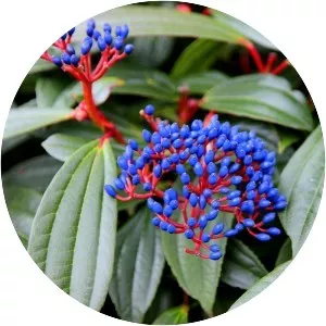 Viburnum davidii