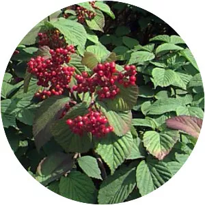 Viburnum dilatatum