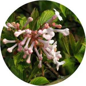 Viburnum farreri