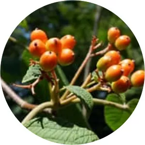 Viburnum furcatum - 