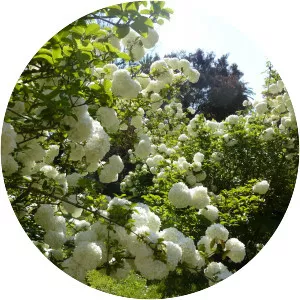 Viburnum macrocephalum