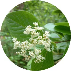 Viburnum nudum