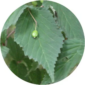 Viburnum phlebotrichum