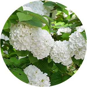 Viburnum plicatum var. plicatum f. . . .