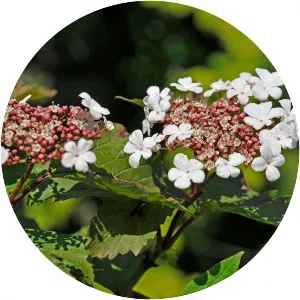 Viburnum sargentii