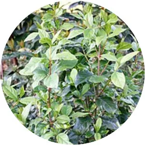 Viburnum triphyllum - 