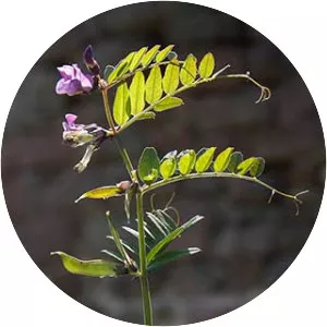 Vicia sepium - Plants