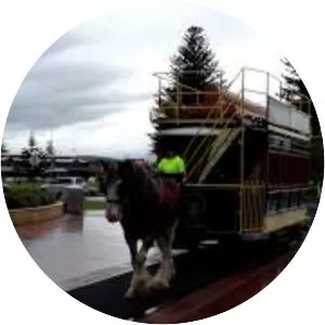 Victor Harbor Horse Drawn Tram - 