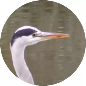 Victoria Park, Belfast