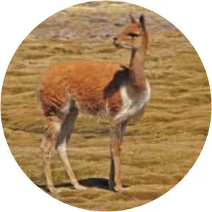 Vicuña (Vikunya)