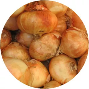 Vidalia onion - 