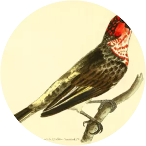 Vieillot's barbet